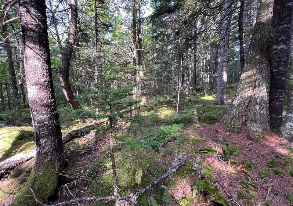 Lot 213 Pine Wood Close, Vaughan